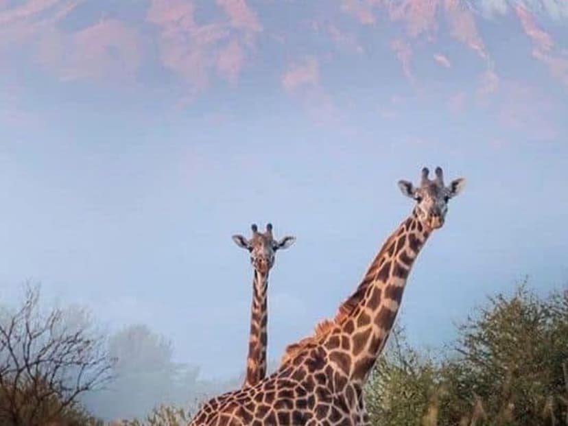 Wild Kenya - Safari Adventure Edition landscape