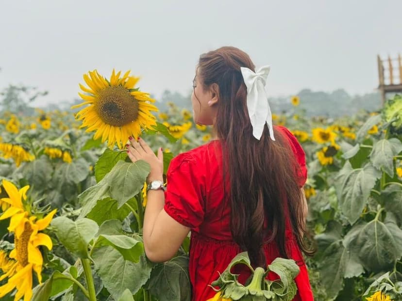 Sunflower Garden landscape